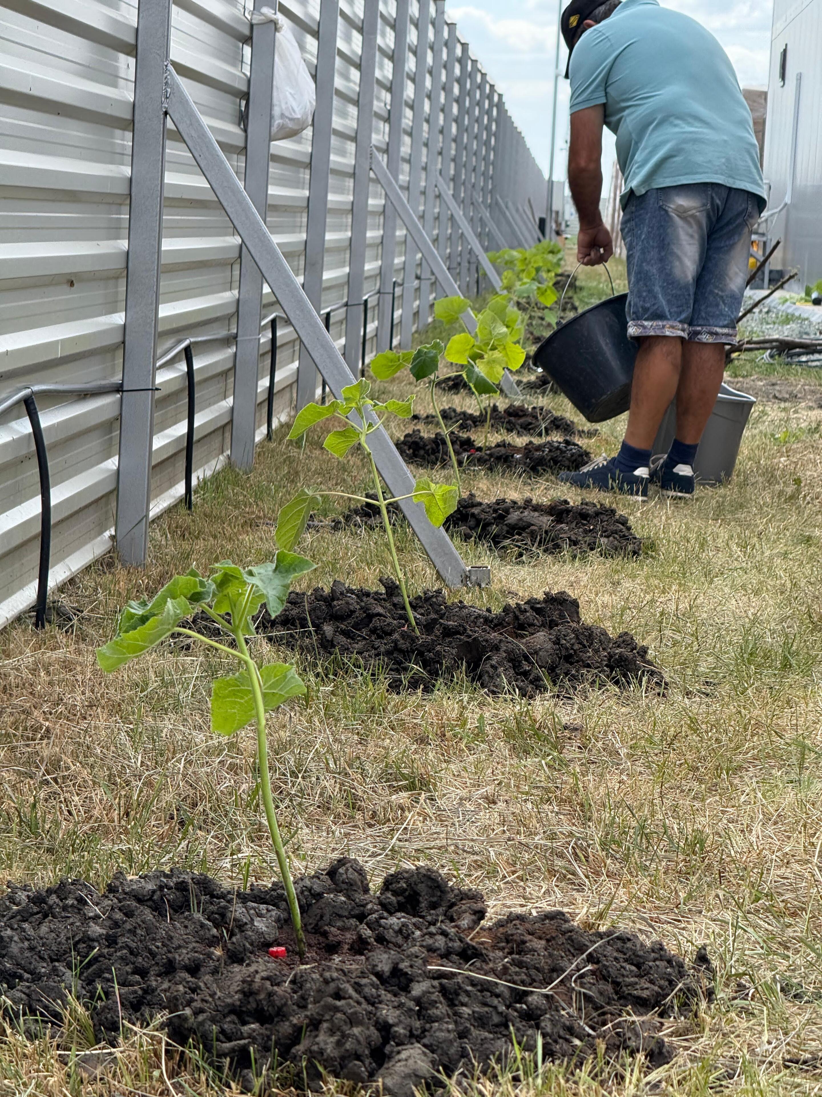 Parc Fotovoltaic Vaslui