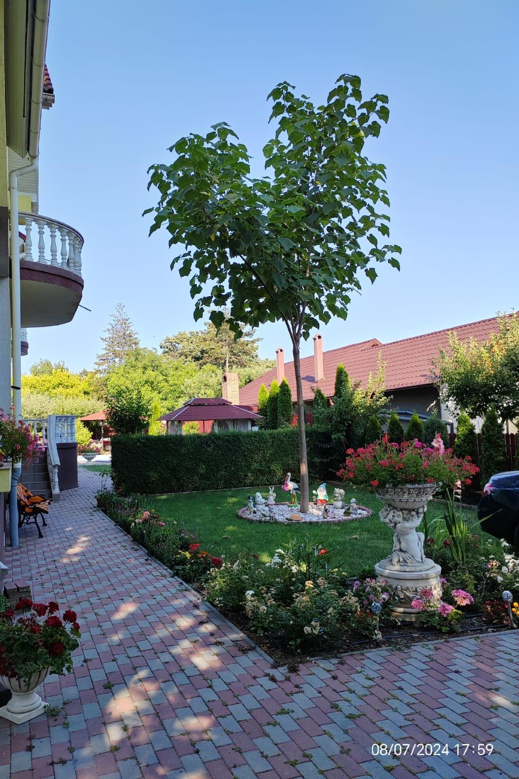 Paulownia RosiEstica Vaslui