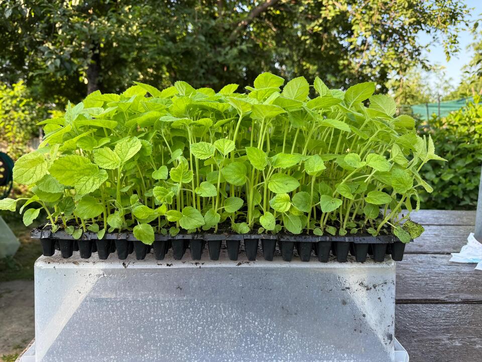 Puieti pretatiti de repicatre